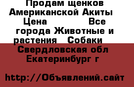 Продам щенков Американской Акиты › Цена ­ 25 000 - Все города Животные и растения » Собаки   . Свердловская обл.,Екатеринбург г.